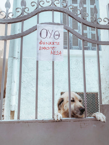 Hunde-In-Thessaloniki
