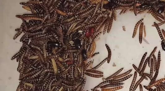 galleri Udgående at tilbagetrække Cleaner Crew - Buffalo Beetle - Lesser Mealworm – M.R. Pet Supplies
