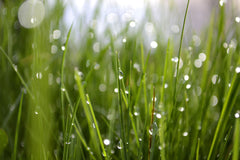 Close up of blades of grass with fresh rainfall
