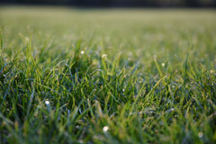 Green grass with dew close up