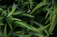 Green leaves with dew on them