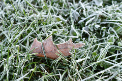 heavy frost on grass and a leaf