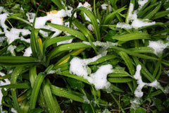 plants and grass with fresh snow
