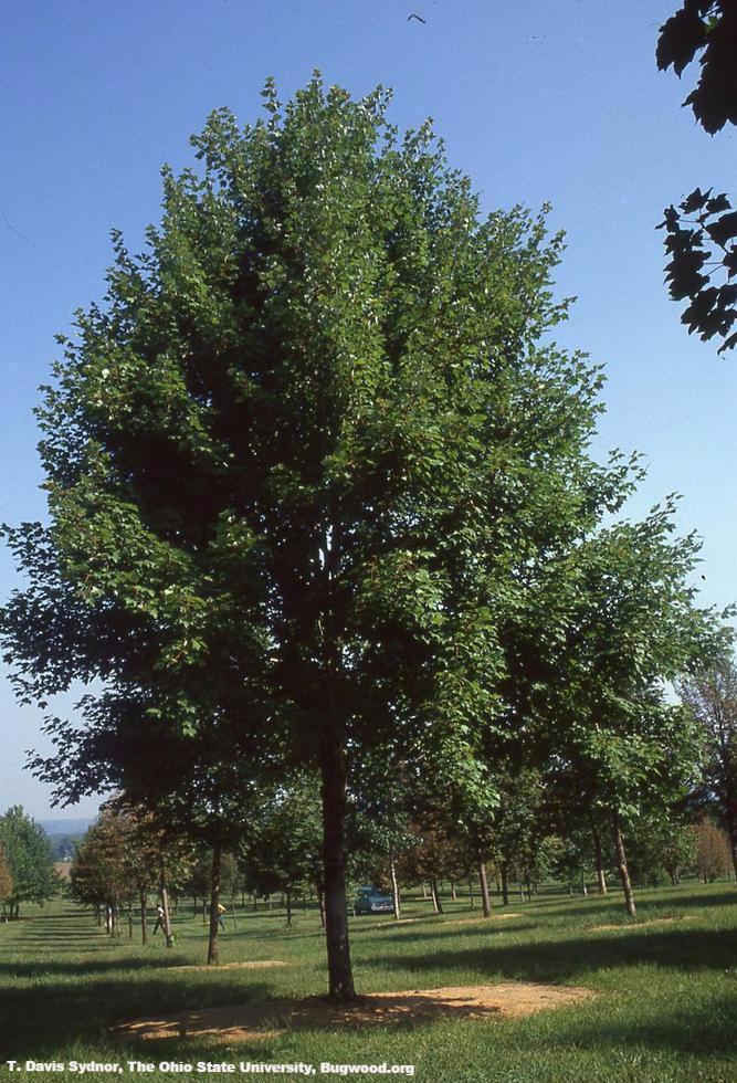 How Tall Do Red Maple Trees Grow - Bloodgood Japanese Maple