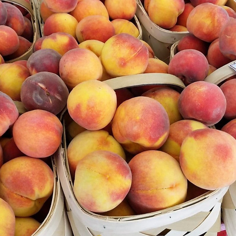 Peaches In Season Josh's Farmers Market