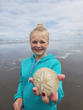 Sand Dollars in Seaside Oregon