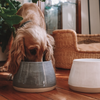 LONG-EARED CERAMIC DOG BOWL - BENJI + MOON