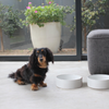 BRANDED CERAMIC PET BOWL - BENJI + MOON