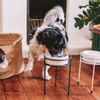 ELEVATED 20CM DOG STAND + BOWL - BENJI + MOON