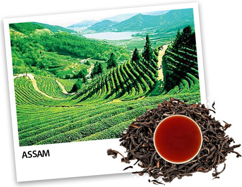 Assam Tea