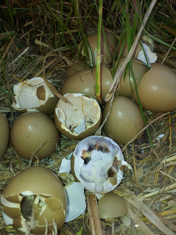 Eggs Broglasco Farm Limavady