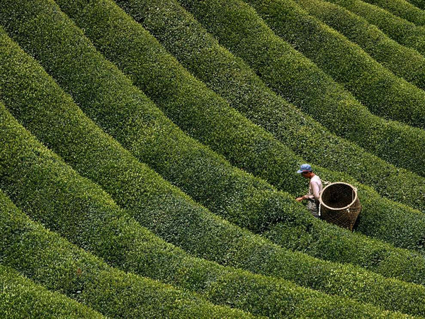 Tea farmer hard at work (National Geographic)