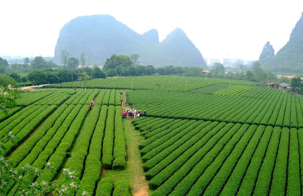 View over the Guilin tea plantation (Guilintea.com)