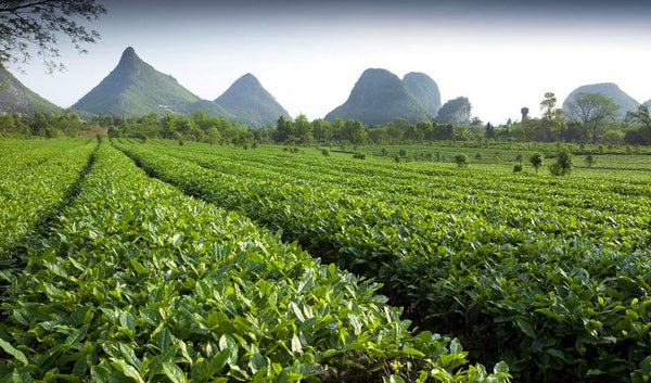 Tea plantation under the limestone hills in Guilin, China