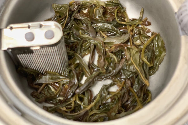 brewing oolong tea