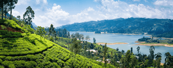 plantation near Nuwara Eliya, Sri Lanka