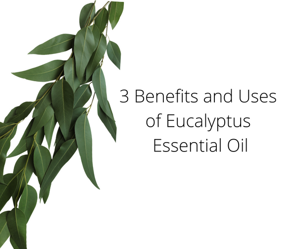 3 benefits and uses of eucalyptus essential oil 