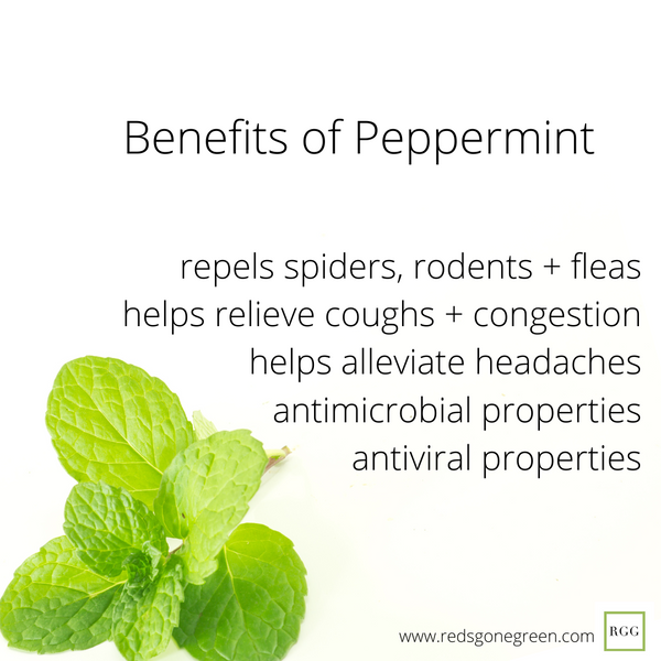 Peppermint Essential Oil Benefits | Red's Gone Green