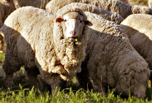 メリノウールに使われる羊