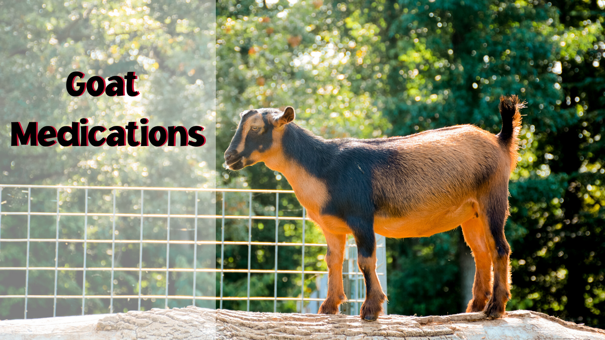 Goat Medications Gms Goats 3356