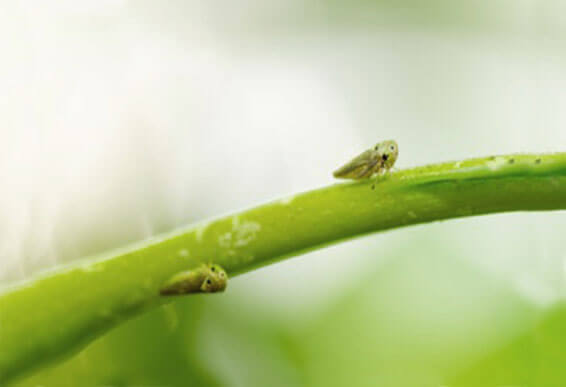 aphid-control