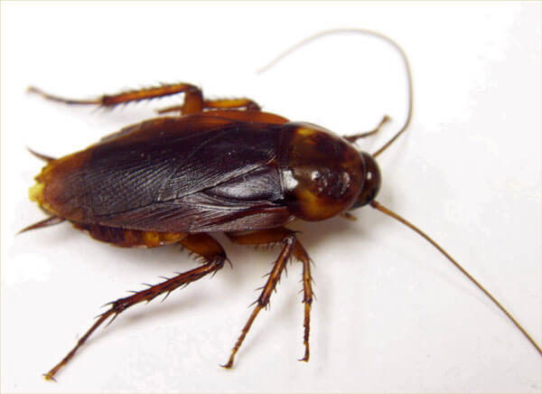 cockroach