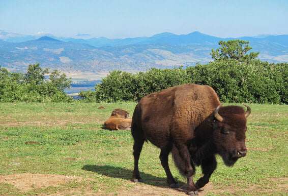 bison