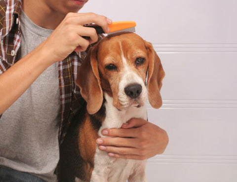 man combing dog for fleas
