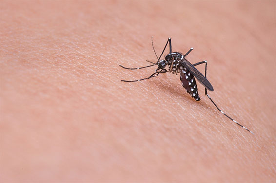 mosquito-close-up