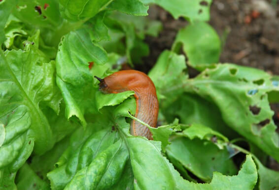 slug-eating-lettuce