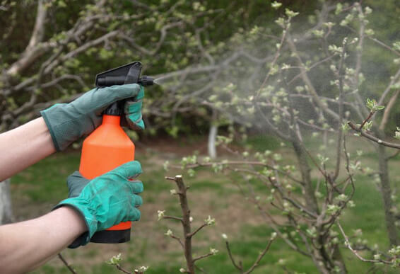 spraying-a-tree