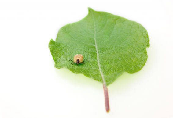 tick-on-leaf