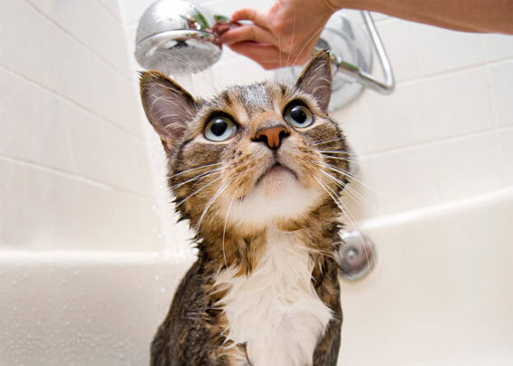 washing-cat-bath