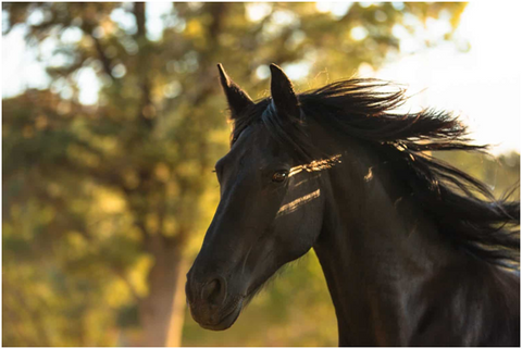 What Do Friesian Horse Eats?