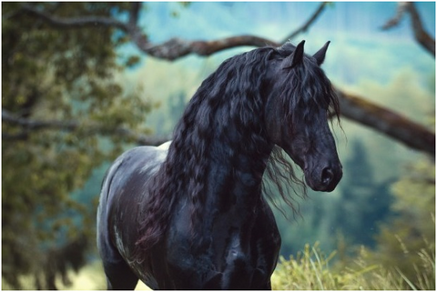 Friesian Horse Characteristics