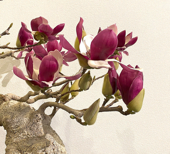close up of magnolia bonsai blooms from bill valavanis