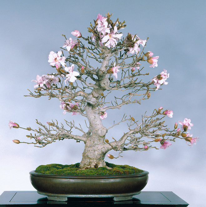 flowering magnolia bonsai in oval pot by Bill Valavanis