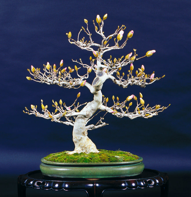 Magnolia bonsai with flower buds by Bill Valavanis in oval pot 