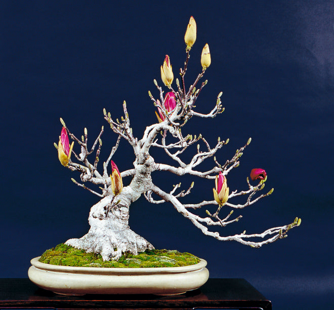 Magnolia Bonsai with pink flower buds in oval pot by Bill Valavanis