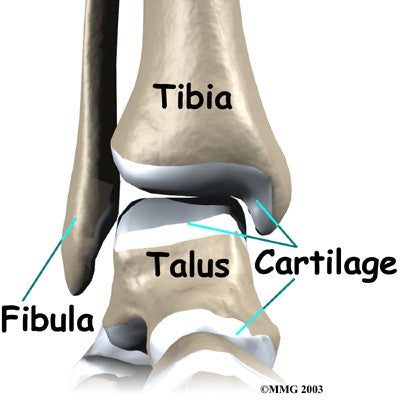Check out this great illustration of the ankle joint, as seen from the front: