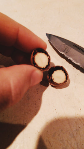 This is how an acorn should look. The white part is the meat, or nut meat of the acorn and is what we are after.