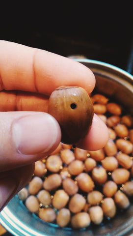 This acorn has definitely had a worm inside.