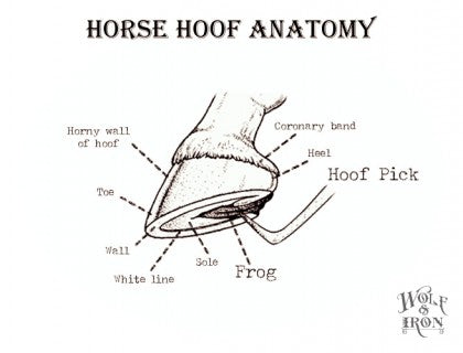 horse hoof anatomy