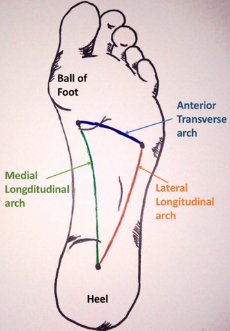 Even this illustration has bunions from a narrow toe box! Illustration courtesy of teachmeanatomy.info