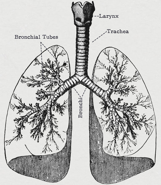The bronchial tubes are sensitive to cold air and constrict decreasing the amount of oxygen take-in per breath.