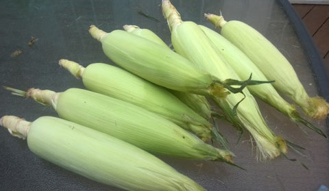 This is what the corn looks like with the first layer of husk removed