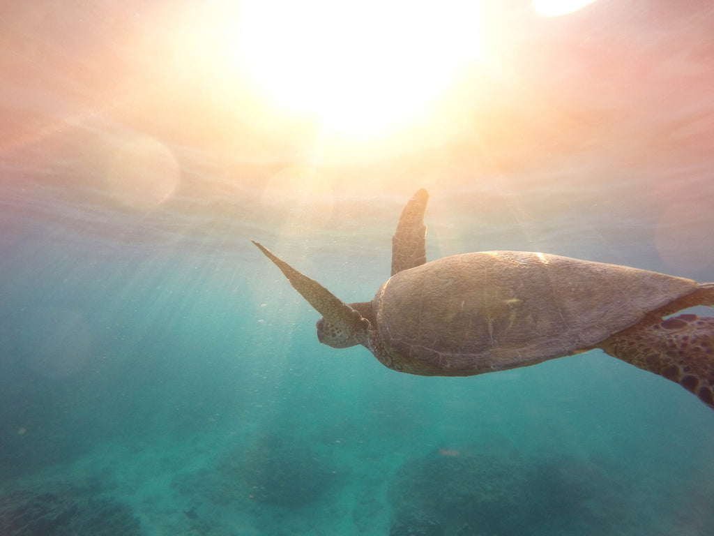 turtle swimming in ocean with sun rays behind, colourful ocean water