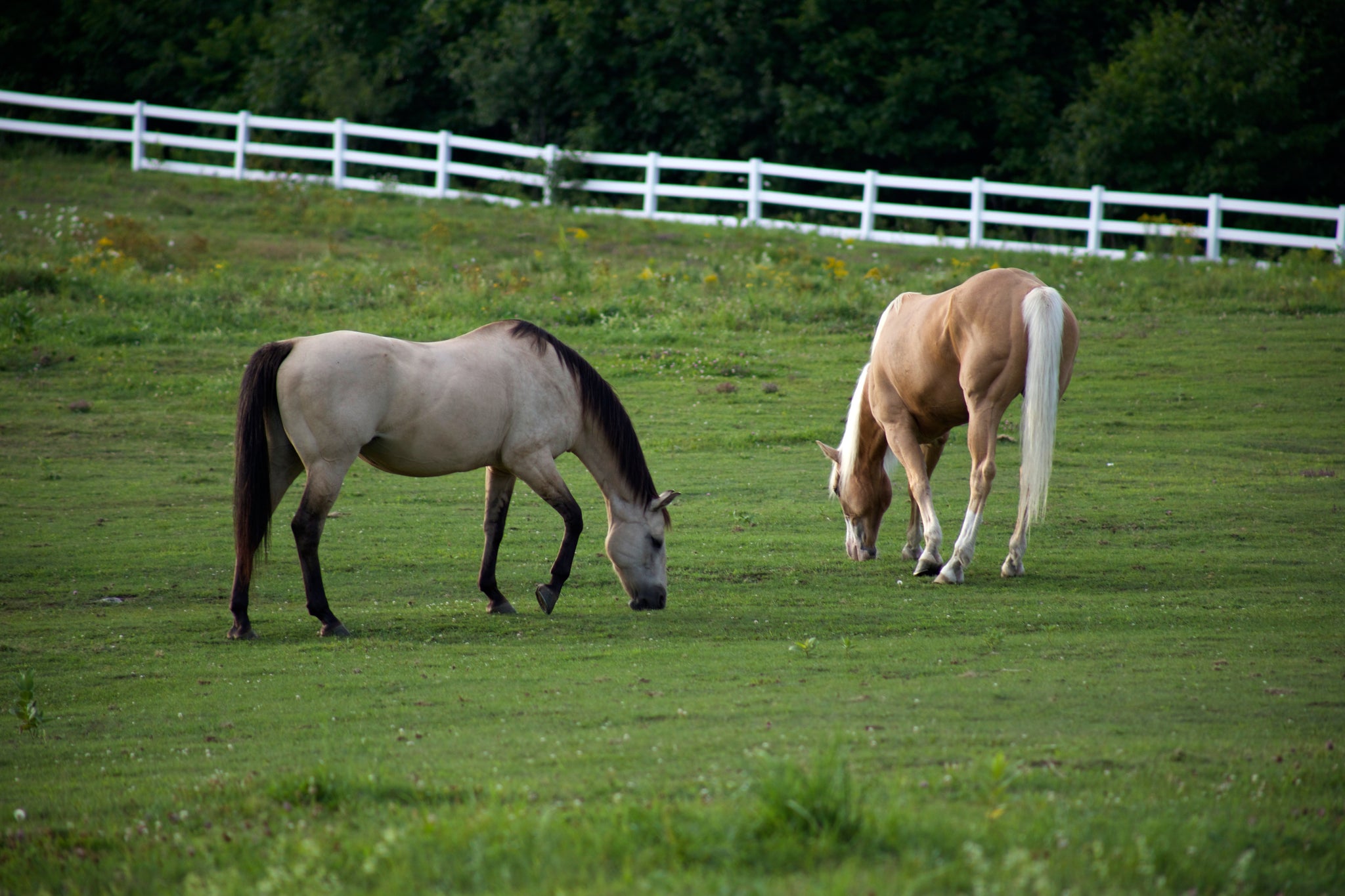 horses-in-green-field