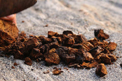 Chaga Chunks on Table