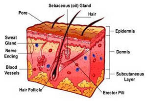 how the derma roller works image